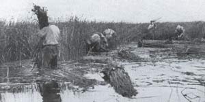 de biezensnijders aan het werk de foto is afkomstig uit het boek over de geschiedenis van Genemuiden