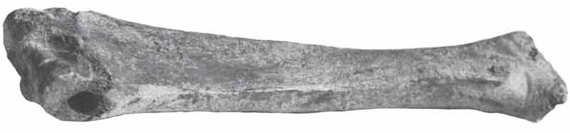 het spaakbaan van het paard een archeologische bodemvondst