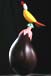 een aubergine met op het steeltje een Hornbill