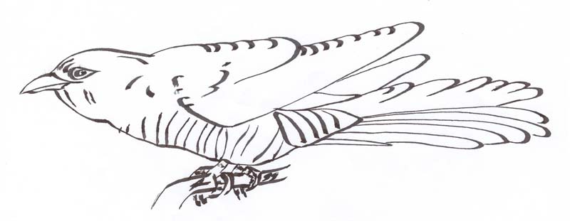 pentekening van een koekoek, © André Boone