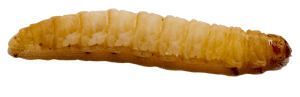 de plastic etende wasmotlarve