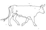 der Stier