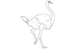 Der Straussvogel